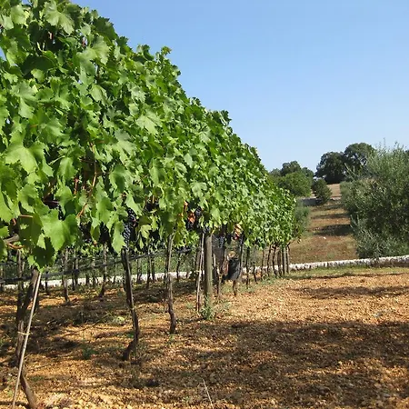 Truddhi Casa E Cucina Di Puglia Locorotondo